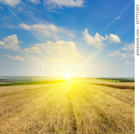 Stubble in a harvested wheat field and bright sun. 107751803