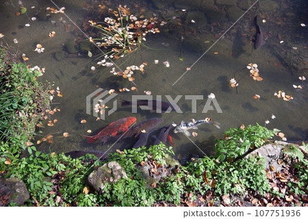 Kurama Temple, Yoshikura Inari Shrine Pond Carp, Sakyo Ward, Kyoto City Kurama Temple, Yoshikura Inari Shrine Pond Carp, Sakyo Ward, Kyoto City 107751936