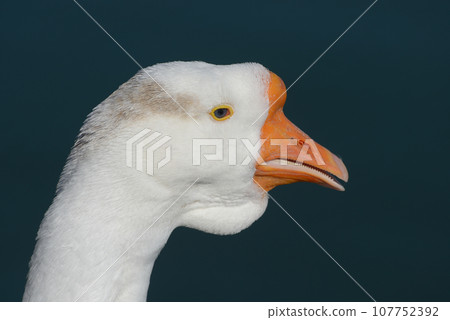 鵝 鵝 107752392