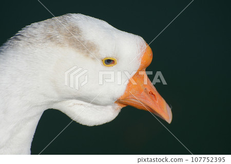 鵝 107752395