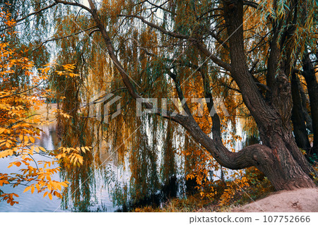 Autumn landscape with willow tree and lake in the park 107752666