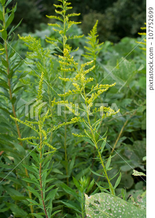 Flowers that are mistaken for ragweed, stagweed Flowers that are mistaken for ragweed, stagweed 107752699