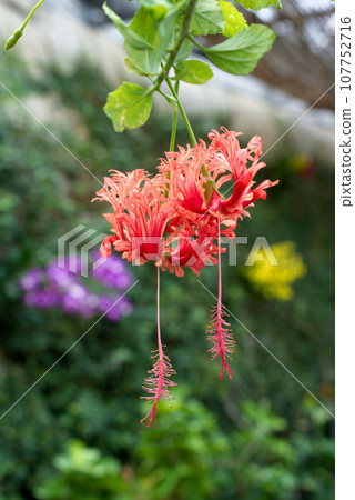 芙蓉（芙蓉佛） 107752716