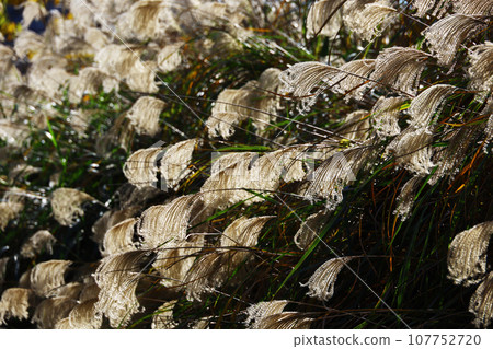 Ears of pampas grass shining in the sunlight 107752720