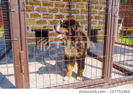 Bernese Mountain Dog in the enclosure of the courtyard of a private house. Bernese Mountain Dog in the enclosure of the courtyard of a private house. 107752868