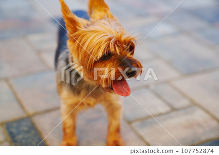 cute Yorkshire Terrier on the background of paving slabs. cute Yorkshire Terrier on the background of paving slabs. 107752874