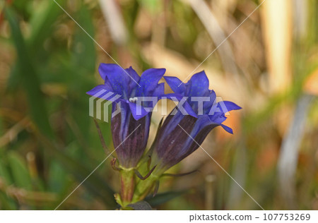 A beautiful cylindrical flower with purple tubular flowers that grows in wetlands in the mountains. 107753269