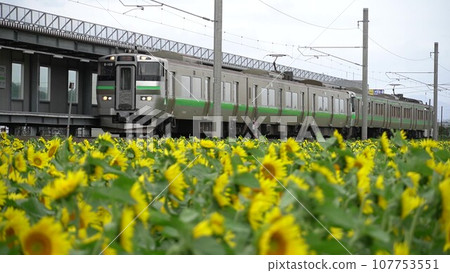 sunflower station 107753551