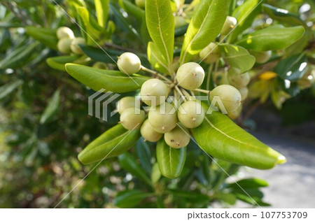 Tobela fruit in October 107753709