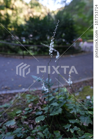 犬島的白色花朵 犬島的白色花朵 107753714