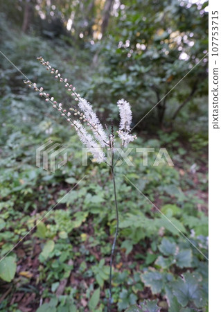 White flowers of Inushoma 107753715