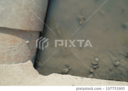 Rice field waterway ecosystem Rice field waterway ecosystem 107753905