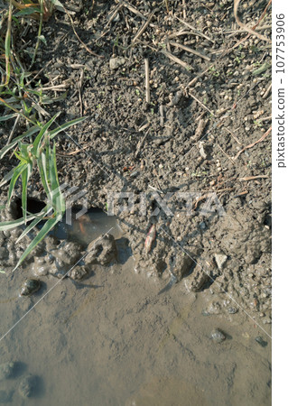 稻田水道生態系統 107753906