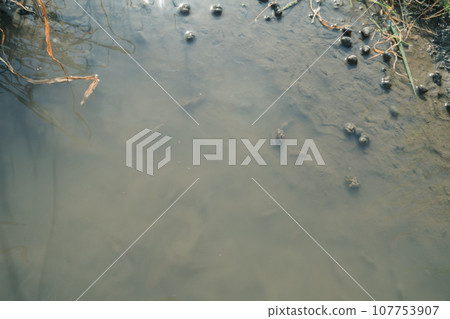 稻田水道生態系統 107753907