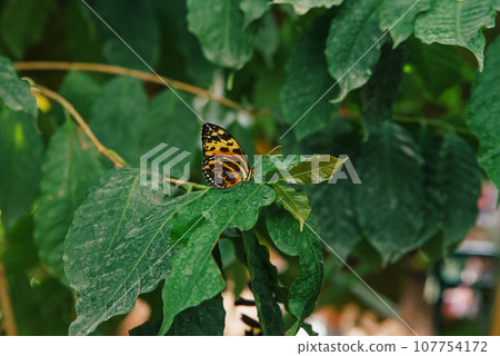 Blue Morpho, Morpho peleides, big butterfly sitting on green leaves, beautiful insect in the nature habitat, wildlife from Amazon in Peru, South America. 107754172