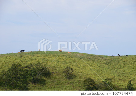 Ubuyama Ranch 107754474