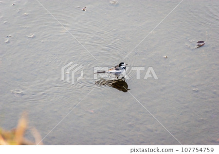 Wagtail walking along the water Wagtail walking along the water 107754759