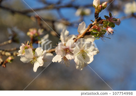 Winter cherry blossoms on Mt. Tsukuba that bloom during the winter 107754998