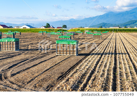 Summer onion field in Furano, Hokkaido 107755049
