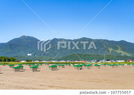 北海道富良野夏季洋蔥田 107755057