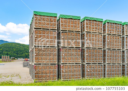 Summer shipment of onions in Furano City, Hokkaido 107755103