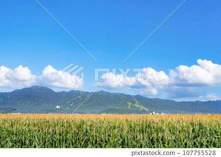Summer landscape with corn fields in Furano City, Hokkaido Summer landscape with corn fields in Furano City, Hokkaido 107755528