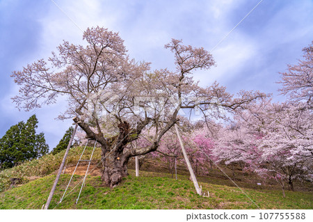 Tonoiri cherry blossoms in the Okitama Sakura Corridor in Shirataka Town, Yamagata Prefecture Tonoiri cherry blossoms in the Okitama Sakura Corridor in Shirataka Town, Yamagata Prefecture 107755588