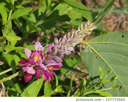 Up of kudzu flower 107755660