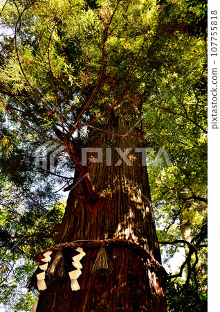 Mt. Takao, Cedar of Good Luck, Scenery of Octopus Cedar Mt. Takao, Cedar of Good Luck, Scenery of Octopus Cedar 107755818