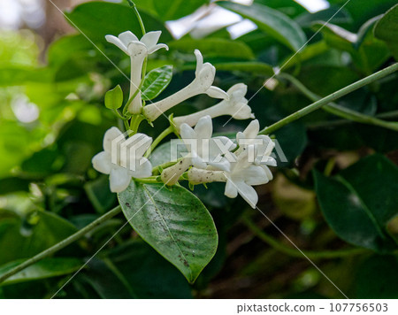 馬達加斯加茉莉花具有清新的香氣 107756503