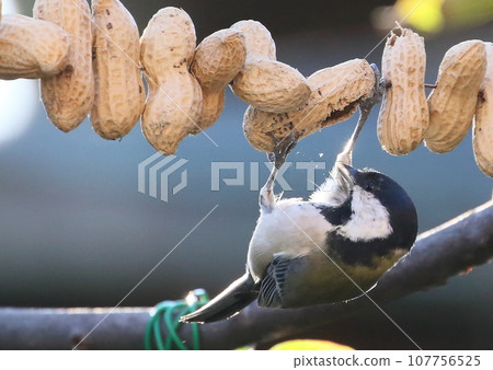 Great tit 107756525