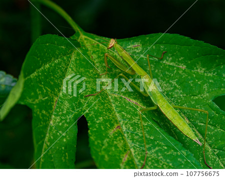 Giant praying mantis hunting ♀ 107756675