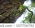 Grass that grows on the bark of a pine tree 107756792