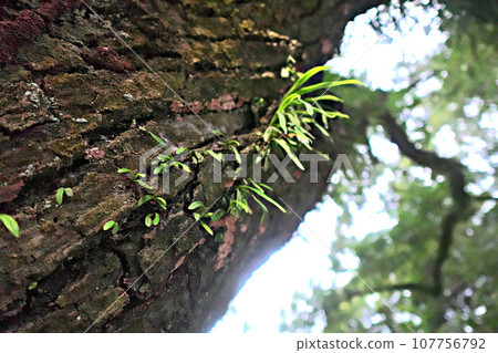 Grass that grows on the bark of a pine tree 107756792