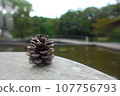 pine cones by the water 107756793