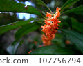 Osmanthus flowers are blooming 107756794