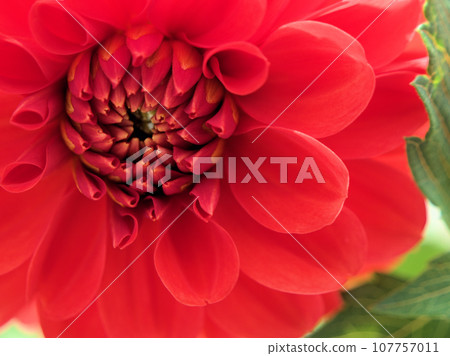 Red dahlia flowers that bloom in October “Voice change” Red dahlia flowers that bloom in October “Voice change” 107757011
