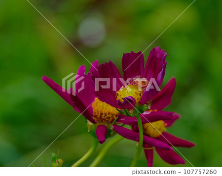 隱藏在波斯菊花中的蟹蛛♀ 107757260