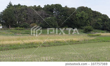 Autumn in the countryside with rice fields and forest 107757369
