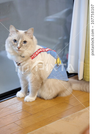 Cat 1 107758107