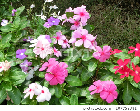 Flowers of Nicinchis radix 107758381