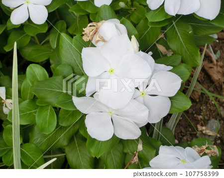 Nichinichthia白花 Nichinichthia白花 107758399