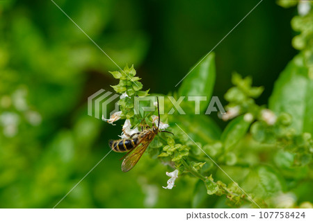 Flower-visiting insects: Aardylidae, Arardinae ♂ Flower-visiting insects: Aardylidae, Arardinae ♂ 107758424