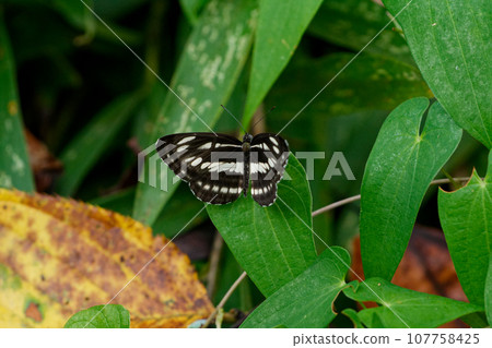 Nymphalidae perched on a leaf Nymphalidae perched on a leaf 107758425