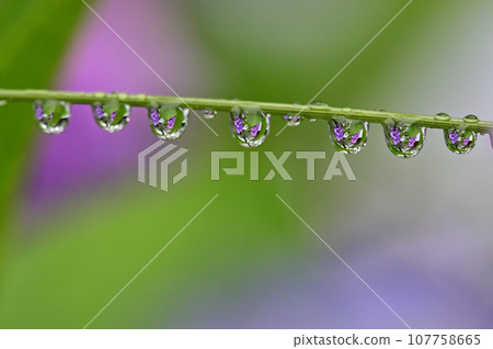 Hydrangea reflected in rain drops 107758665