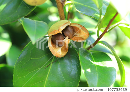 Broken camellia fruit 107758689