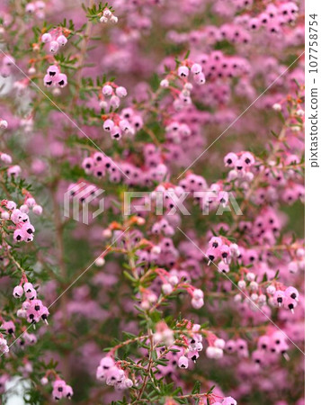 Full of flowers! (Light purple Erica in full bloom) Full of flowers! (Light purple Erica in full bloom) 107758754