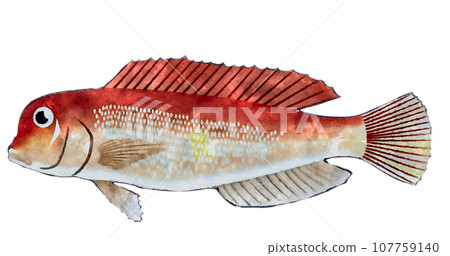 方頭魚 方頭魚 107759140