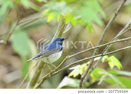 Siberian blue robin 107759384