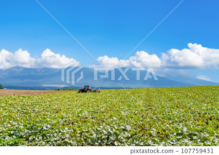 北海道夏季美瑛/富良野風景 107759431